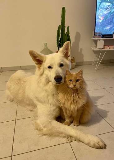 Un perro blanco y peludo y un gato naranja están sentados muy juntos sobre el suelo de baldosas, posando de forma adorable en un acogedor salón con un cactus y un televisor cerca.