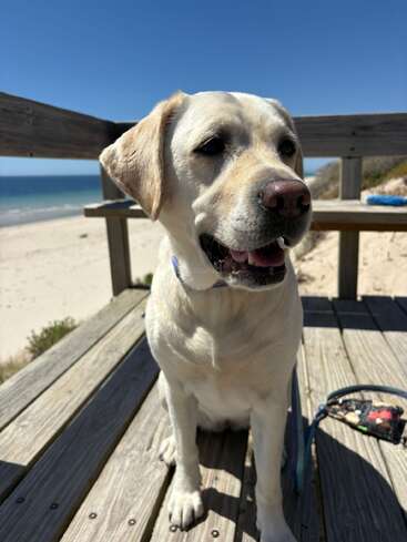 A happy Labrador sits on a wooden deck at the beach, enjoying the sunny day. The ocean and blue sky create a beautiful, relaxed background scene.