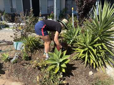 Une personne portant un chapeau, une chemise noire et un short bleu jardine dans un jardin ensoleillé, rempli de plantes vertes et de plantes succulentes, près d'une maison.