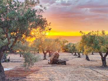 Golden sunlight filters through a grove of olive trees at sunset. The dry, earthy ground contrasts with the warm, vibrant sky filled with clouds.