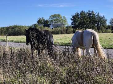 Dos caballos, uno negro y otro blanco con manchas marrones, caminan por un camino rural junto a hierba alta, con una casa y árboles al fondo.