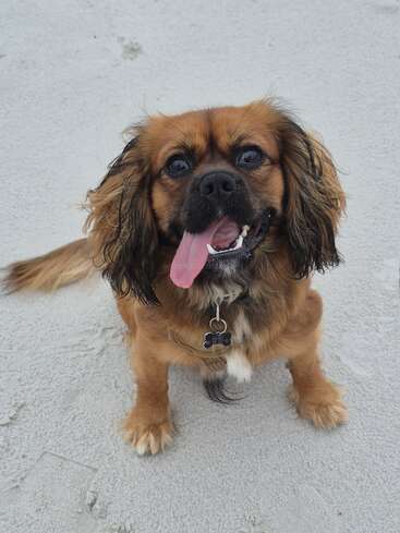 Un alegre perro marrón de largas orejas está sentado en el suelo arenoso, mirando hacia arriba con una gran sonrisa, la lengua fuera y una placa con forma de hueso en el collar.