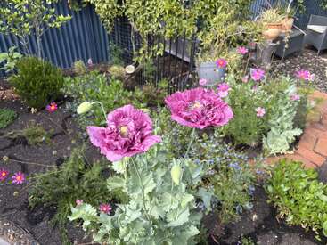 In a garden, two large purple poppies bloom among green foliage. Surrounding them are pink cosmos flowers, small shrubs, and a cozy patio area.