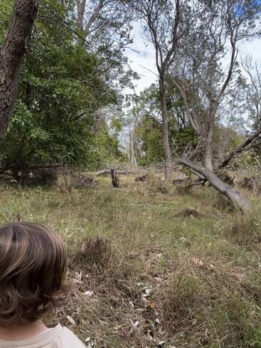 Un niño pequeño observa un canguro en un claro natural y cubierto de hierba en el bosque. Altos árboles rodean la escena, creando un ambiente tranquilo y salvaje del bosque australiano.