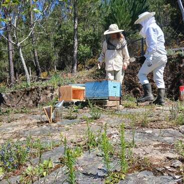 Two people in beekeeping suits tend to beehives outdoors, surrounded by trees and nature, on a sunny day. Beekeeping tools are visible on the ground.