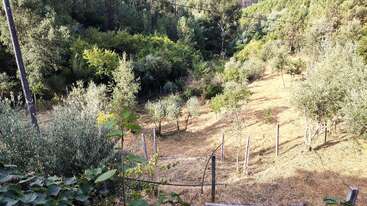 Una ladera soleada con árboles jóvenes dispersos, bordeada por un denso bosque verde. Se ven algunas vallas y alambres, y la hierba seca cubre el terreno abierto. Una escena tranquila.