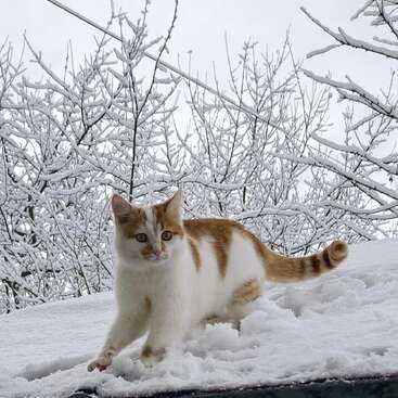 A curious white and orange cat walks through fresh snow. Behind, snow-covered tree branches create a beautiful winter wonderland, making the scene peaceful and enchanting.
