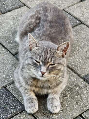 A grey tabby cat is lying on stone pavement, eyes gently closed, appearing calm and relaxed. Its fur looks soft, and its posture is peaceful.