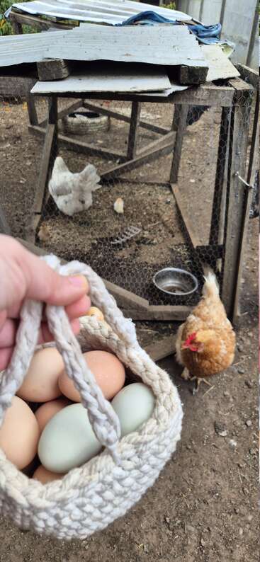 Eine Hand hält einen geflochtenen Korb voller Eier vor einem rustikalen Hühnerstall, in dem Hühner und Küken zu sehen sind, die draußen herumlaufen.