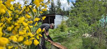 A man wearing a hat saws wood outdoors beside a rustic shed surrounded by lush greenery and vibrant yellow flowers under a partly cloudy blue sky.