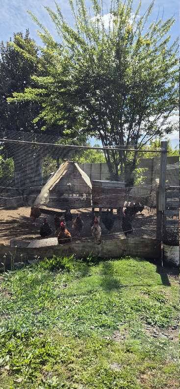 A group of chickens are gathered inside a wire-fenced coop. There’s a wooden shelter, trees, and green grass outside. Sunlight brightens the farm scene.