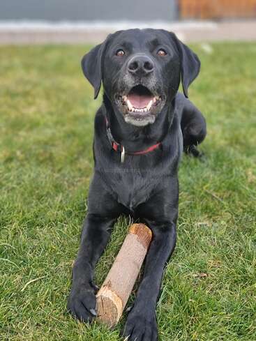 Un chien noir tout joyeux est allongé sur l'herbe verte, la gueule ouverte dans un sourire de bonheur, tenant un bâton entre ses pattes avant, un collier rouge autour du cou, à l'extérieur.