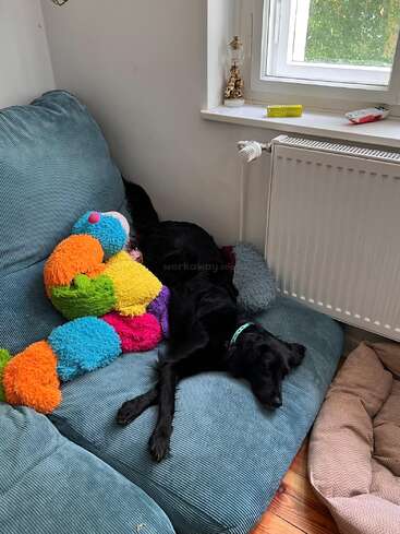 Un chien noir se prélasse confortablement sur un canapé bleu, à côté d'une peluche chenille colorée et près d'une fenêtre avec quelques objets sur le rebord.