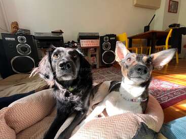 Deux chiens se détendent sur un lit douillet dans une pièce ensoleillée, entourés de haut-parleurs, de disques et de chaises jaunes, créant une atmosphère chaleureuse et accueillante.