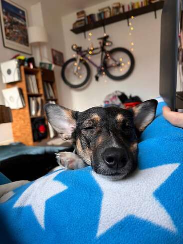 Un petit chien dort paisiblement sur une couverture bleue avec des étoiles blanches. La chambre douillette comprend des livres, un vélo accroché au mur, des guirlandes lumineuses et une atmosphère détendue.