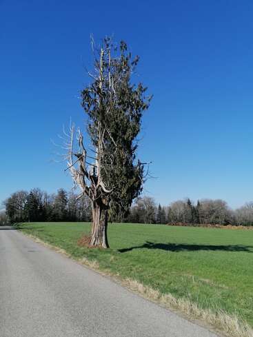 Un árbol solitario, parcialmente sin hojas, se alza junto a una tranquila carretera rural, rodeado de hierba verde y árboles lejanos, bajo un cielo azul claro y brillante.
