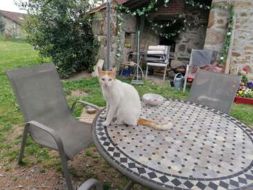 Un gato blanco y naranja está sentado sobre una mesa de mosaico al aire libre, rodeado de sillas de jardín, plantas y estructuras rústicas de piedra. El entorno parece tranquilo y acogedor.