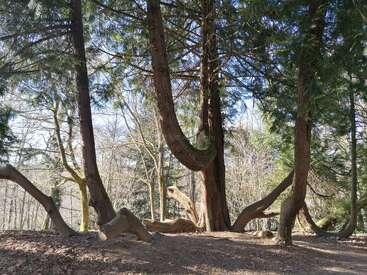 Árboles altos con troncos inusualmente curvados y ramas bajas se alzan en un claro del bosque, rodeados de luz solar, hojas caídas y un fondo de otros bosques.