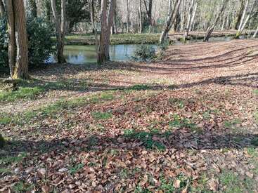 Una tranquila escena boscosas con numerosos árboles, una alfombra de hojas marrones caídas, parches de hierba verde y un estanque tranquilo que refleja el entorno apacible.