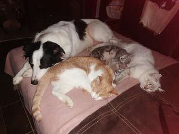 Un perro blanco y negro duerme plácidamente en una cama, rodeado de tres gatos relajados de diferentes colores, todos acurrucados juntos, creando un ambiente acogedor.