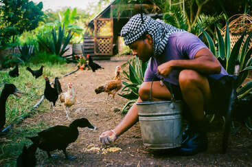 A person wearing a headscarf crouches and feeds chickens and ducks with grains from a bucket, surrounded by lush greenery and a wooden coop outside.