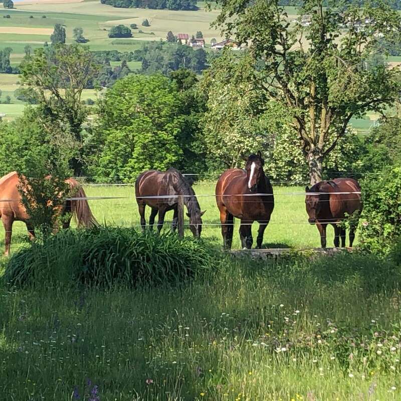 The image depicts four horses grazing in a lush green field, surrounded by trees and a fence, with a serene landscape in the background.