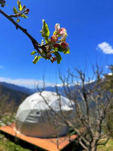 Gros plan sur des fleurs épanouies sur une branche d'arbre, avec une tente en dôme géodésique et un paysage montagneux pittoresque qui se fondent dans le ciel bleu éclatant en arrière-plan.