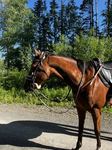 Un cheval brun à la crinière noire est sellé au bord d'un chemin de gravier, entouré d'arbres verdoyants sous un ciel bleu clair et lumineux. Scène paisible.