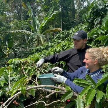 Dos personas con guantes recogen cerezas de café de un frondoso cafeto en una densa plantación tropical, rodeada de follaje verde vibrante y plataneros.