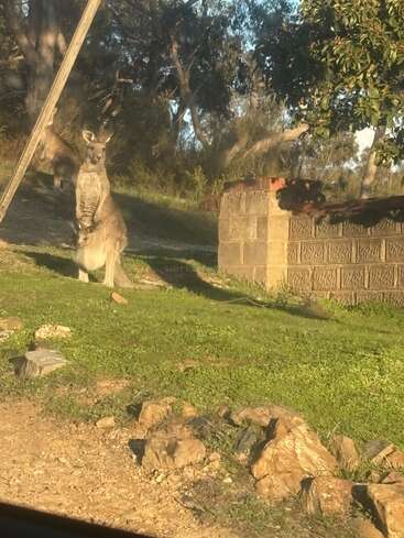 Ein Känguru steht auf grasbewachsenem Boden und hat ein Jungtier in seinem Beutel. Ein anderes Känguru steht in der Nähe, umgeben von Bäumen, Felsen und einer Mauer.
