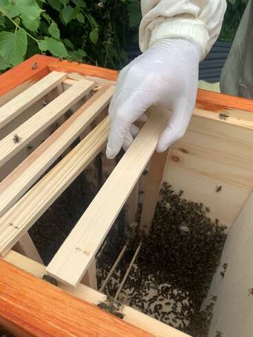A gloved hand is carefully inspecting a beehive with wooden frames. Numerous bees are visible inside the hive, showcasing an active beekeeping scene outdoors.
