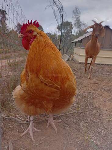 Im Vordergrund steht ein flauschiger orangefarbener Hahn in der Nähe eines Drahtzauns, während im Hintergrund auf einem staubigen Hof eine braune Ziege mit gebogenen Hörnern neugierig zusieht.
