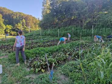 L'image représente une scène de jardin sereine avec quatre personnes s'occupant d'une verdure luxuriante, entourée d'arbres et d'un ciel bleu clair par une journée ensoleillée.