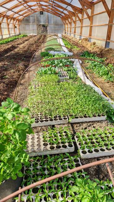 A greenhouse with a wooden frame filled with young green plants in seed trays, rows of leafy vegetables, and soil beds, brightly lit by sunlight.