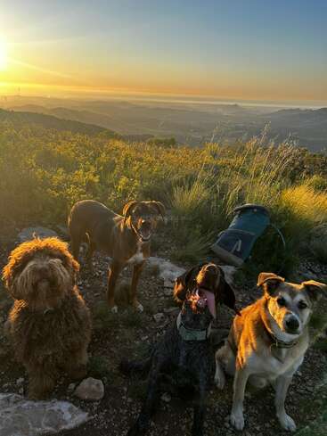 Cuatro perros posan sentados en un sendero de montaña al atardecer, rodeados de matorrales verdes y colinas lejanas, con una mochila y la luz dorada del sol iluminándolos.