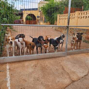 Un grupo de once perros de diversas razas se encuentra detrás de una valla metálica, mirando con entusiasmo hacia fuera. Al fondo se ve una casa, vegetación y un patio.