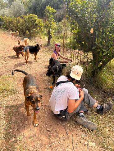 Dos personas están sentadas junto a una valla metálica al aire libre, rodeadas de varios perros simpáticos en un día soleado, disfrutando de la naturaleza y de la compañía mutua en un entorno rural.