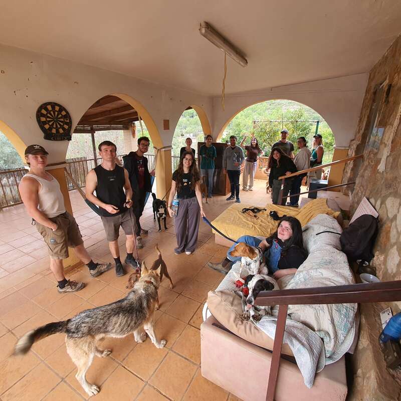Un grupo de personas y varios perros se reúnen en una terraza cubierta. Algunos están de pie, otros sentados en un sofá; todos parecen relajados y alegres en un ambiente acogedor.