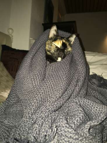 La imagen representa a un gato carey envuelto en una manta gris, tumbado en una cama con sábanas blancas, en una habitación poco iluminada.