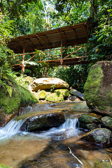 Un petit ruisseau coule sur des rochers recouverts de mousse, sous un pont rustique en bois, au milieu d'une forêt tropicale luxuriante, tandis que la lumière du soleil filtre à travers le feuillage dense au-dessus.