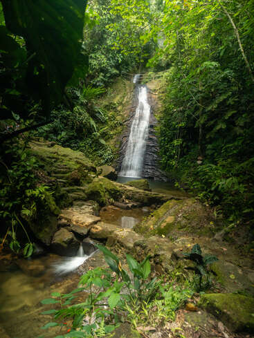 Une cascade paisible dévale des rochers moussus, au cœur d'une jungle luxuriante et verdoyante. Les rayons du soleil filtrent à travers le feuillage dense, créant un paradis naturel serein, débordant de vie.