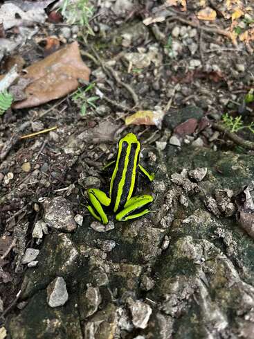 Une grenouille aux rayures vert vif et noires est perchée sur un sol rocailleux jonché de feuilles, au cœur d'une zone boisée. Ses couleurs vives contrastent fortement avec le décor naturel qui l'entoure.