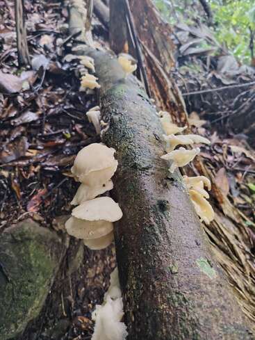 Des champignons blancs poussent le long d'un tronc d'arbre tombé et recouvert de mousse, dans une forêt humide. Le sol environnant est recouvert de feuilles, de branches et de débris forestiers naturels. Une scène luxuriante et rustique.