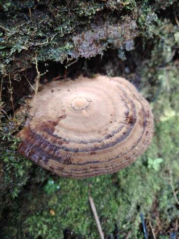 Gros plan sur un champignon en forme de console poussant sur un tronc d'arbre recouvert de mousse. Sa forme plate et circulaire présente des anneaux concentriques bruns et des textures qui se fondent dans le décor forestier.