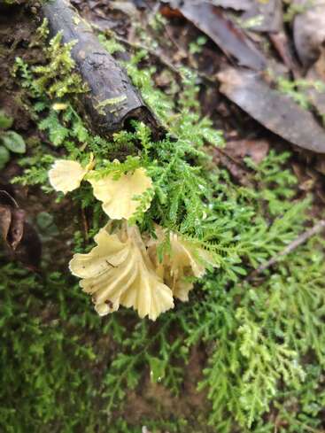 Des champignons jaunes poussent sur un sol forestier recouvert de mousse, blottis contre une branche brune en décomposition. La mousse d'un vert luxuriant et les feuilles éparpillées composent un tableau naturel plein de vie.