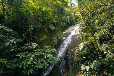 Une petite cascade dévale une pente rocheuse entourée d'une végétation tropicale luxuriante, d'un feuillage dense et de la lumière du soleil qui filtre à travers la canopée de la forêt au-dessus.