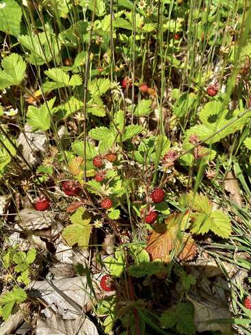 Les fraises des bois poussent parmi les feuilles vertes dentelées et le feuillage brun et sec. La lumière du soleil met en valeur les petites baies rouges nichées au cœur d'un sous-bois dense et luxuriant.