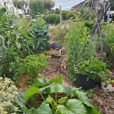 A imagem mostra um jardim vibrante, com uma variedade de plantas, incluindo folhas verdes, ervas e flores, com uma mistura de cobertura vegetal e solo.