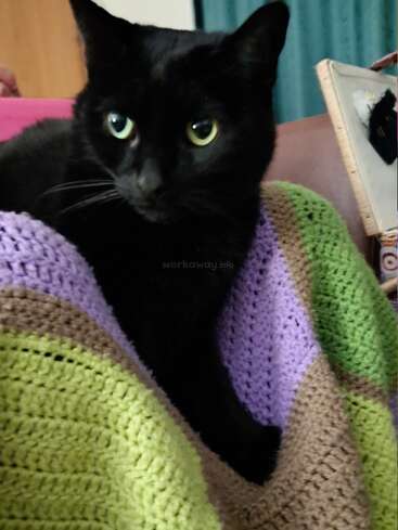 Un chat noir aux yeux verts étonnants se prélasse confortablement sur une couverture colorée au crochet avec des rayures vertes, violettes et brunes, en regardant au loin.