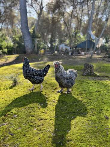 Duas galinhas estão em um chão coberto de musgo verde vibrante em uma área arborizada e ensolarada. Sombras longas são projetadas. Árvores e um galpão formam o fundo. Cena tranquila de fazenda.